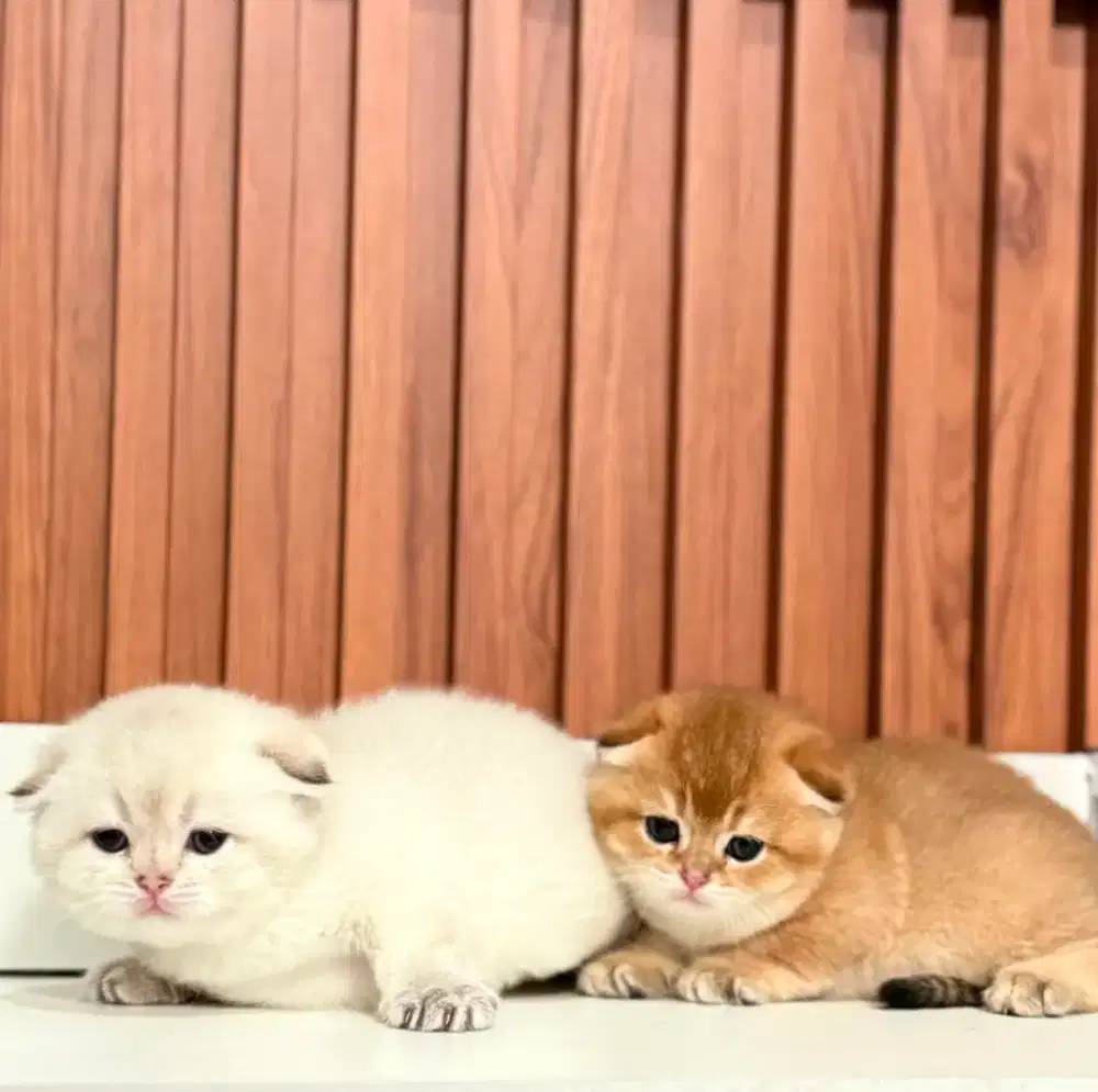 Scottish fold golden kitten betina anak import