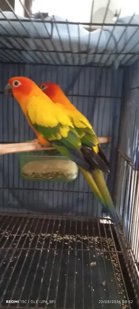 SUNCONUR PAIR MAPAN