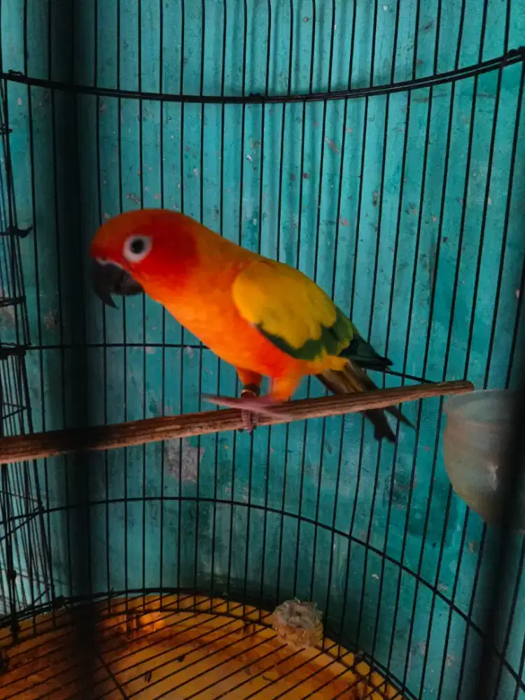 SUNCONUR JANTAN MAPAN