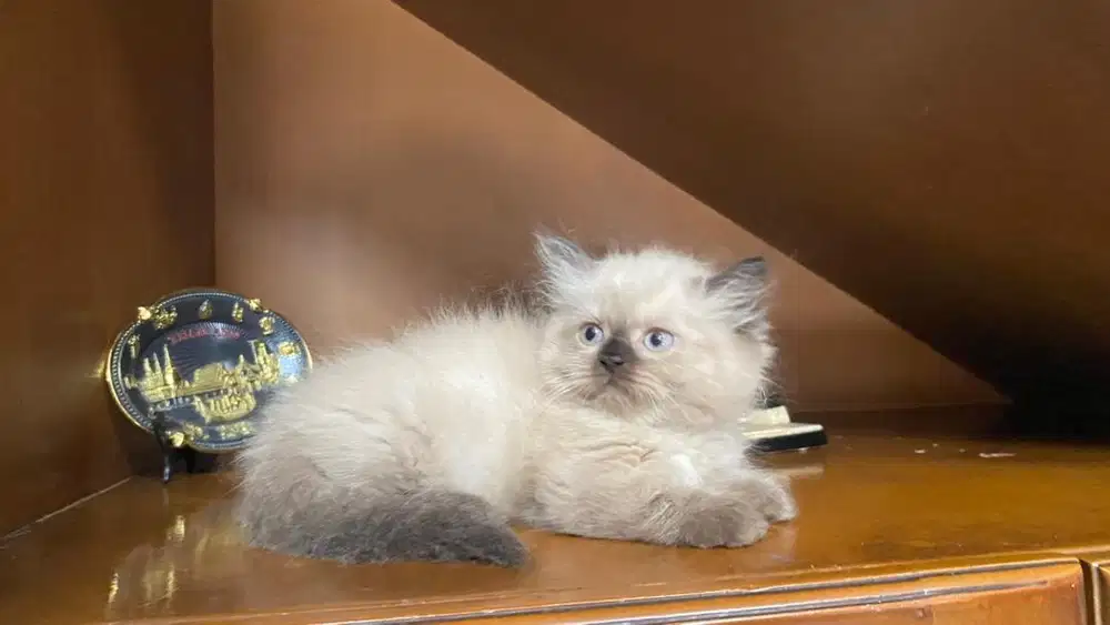 Kucing munchkin ragdoll blue eyes kitten