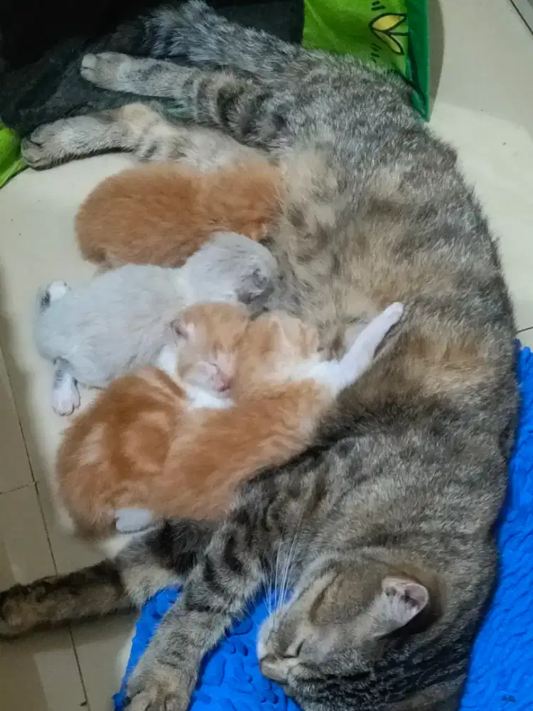 Mom kitten sepaket persia