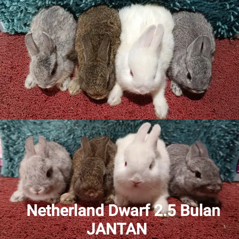 Anakan kelinci Netherland Dwarf usia 2.5 Bulan