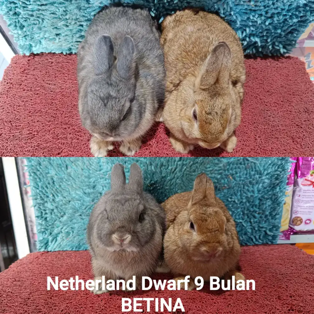 Indukan kelinci Netherland Dwarf siap kawin