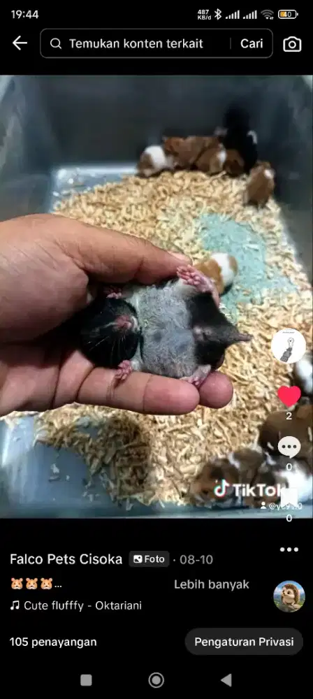 Falco Pets Cisoka