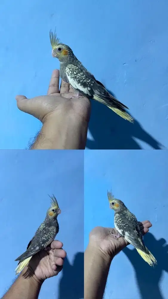 Falk cockatiel parkit australia