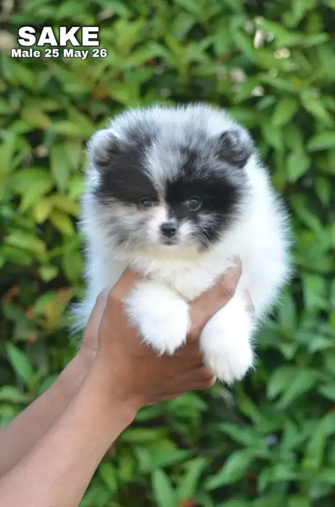 Minipom party blue merle jantan •SAKE•