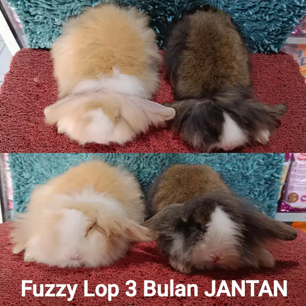 Anakan Kelinci Fuzzy Lop usia 3 Bulan