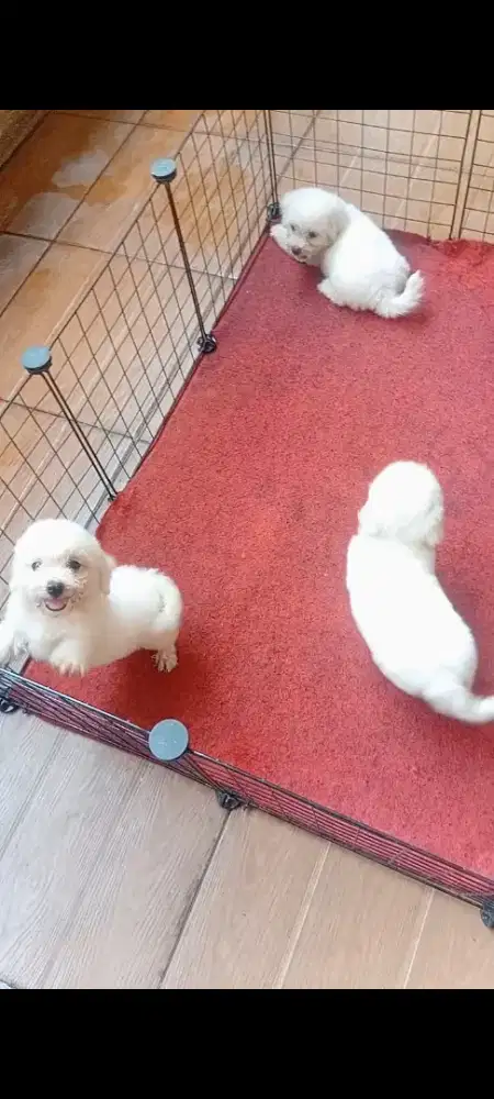 Bichon Frise Betina semua 2 bln