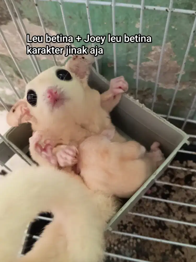 Sugar glider Indukan leucistik betina + Joey betina