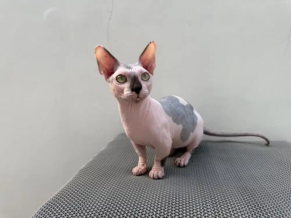 Kucing Sphynx Bambino Male 1 Tahun