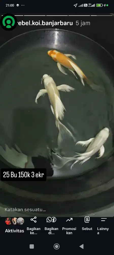 Koi slayer 3 ekor