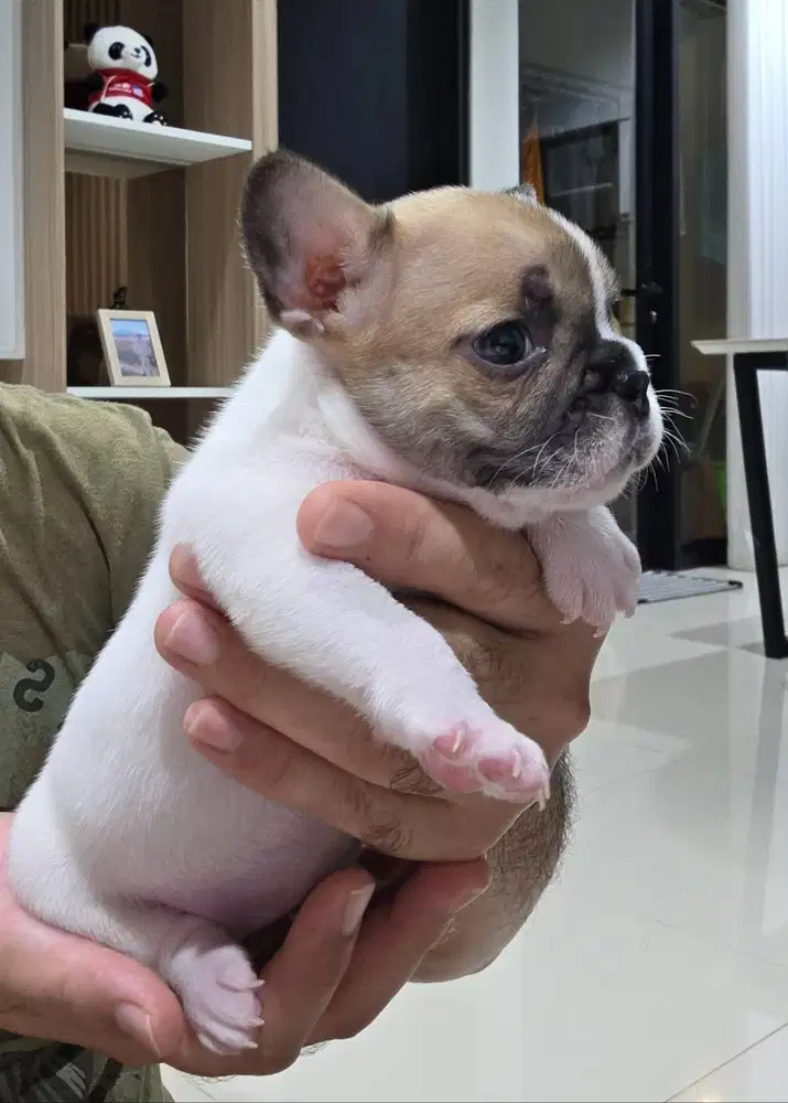 Anakan French Bulldog