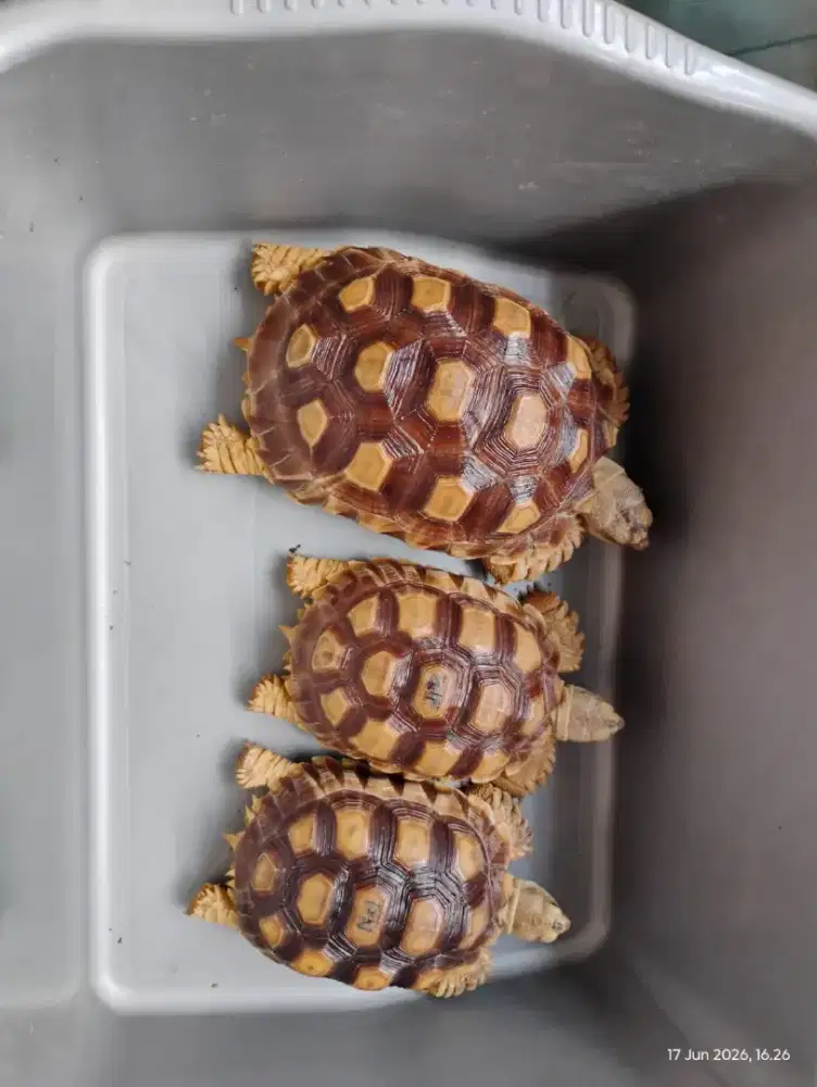 Dijual kura2 darat Sulcata uk 13-15cm. Normal scute. Jari kuku lengkap