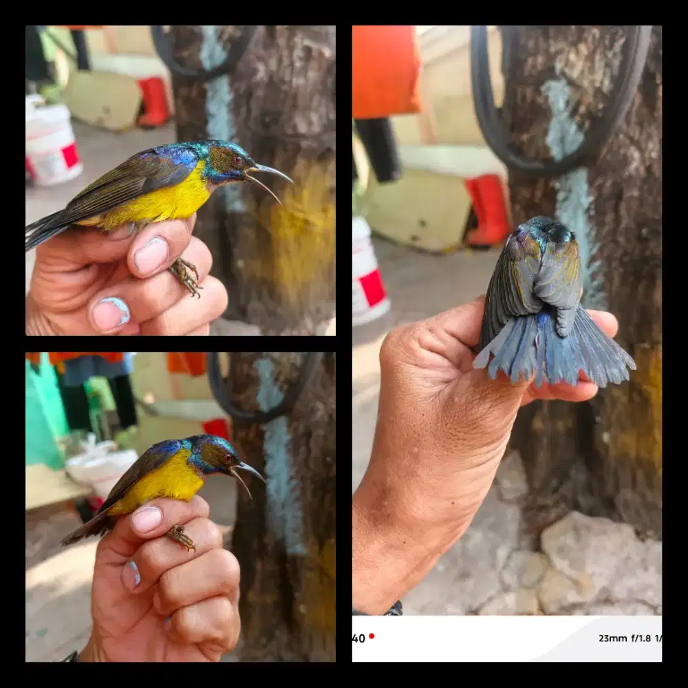 Burung kolibri kelapa