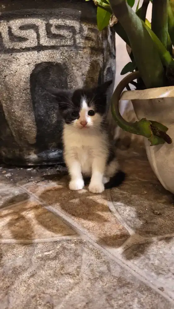 Jual anakan kucing turunan
