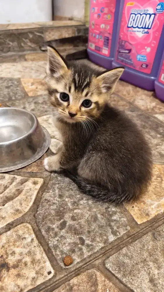 Jual anakan kucing turunan