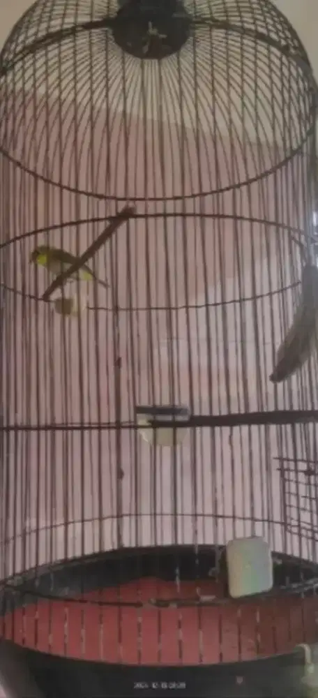 Burung kecil bersuara