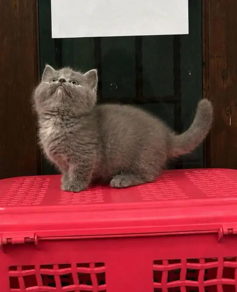 Kucing british munchkin