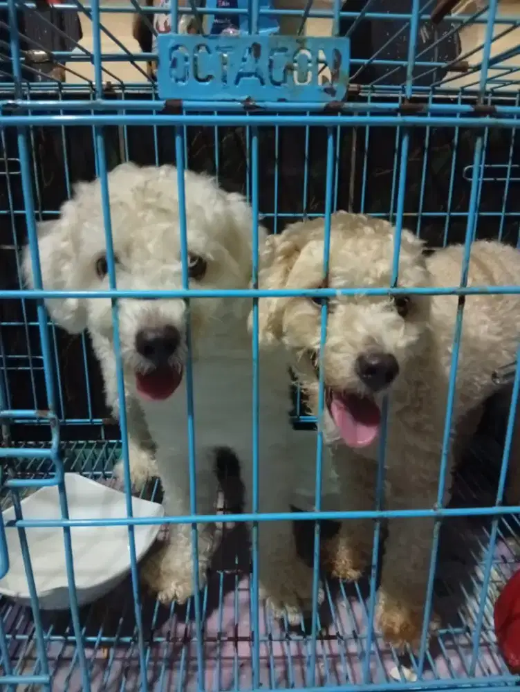 Anjing podle sehat
