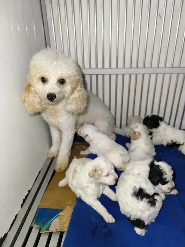 Toy poodle induk + 5 anak borongan murah