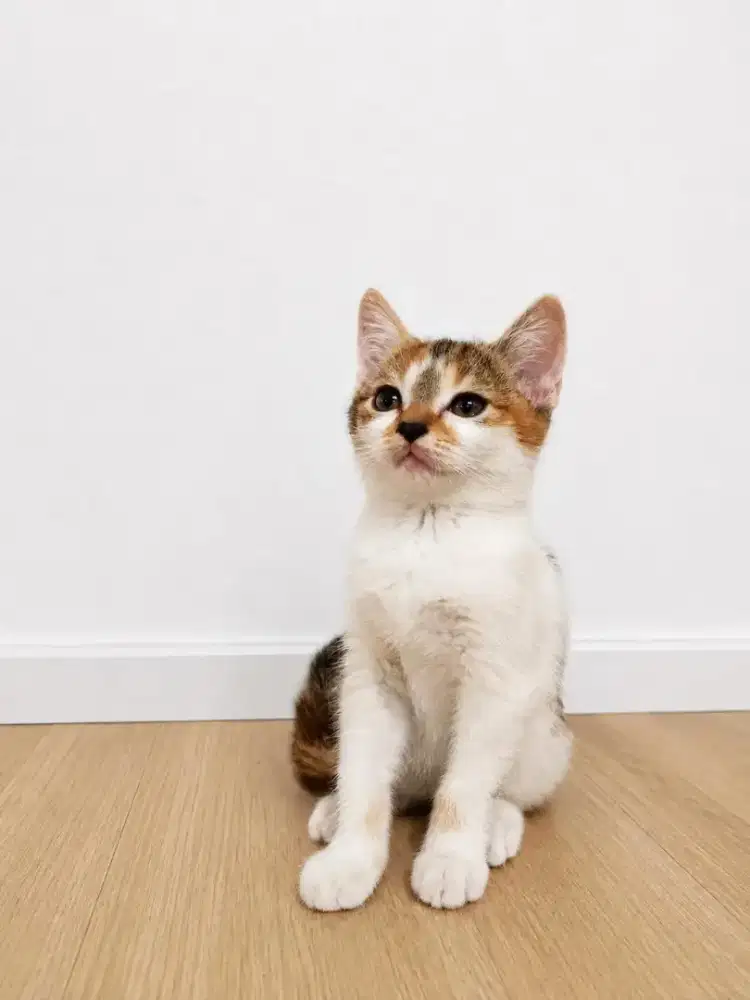 Kitten British shot hair