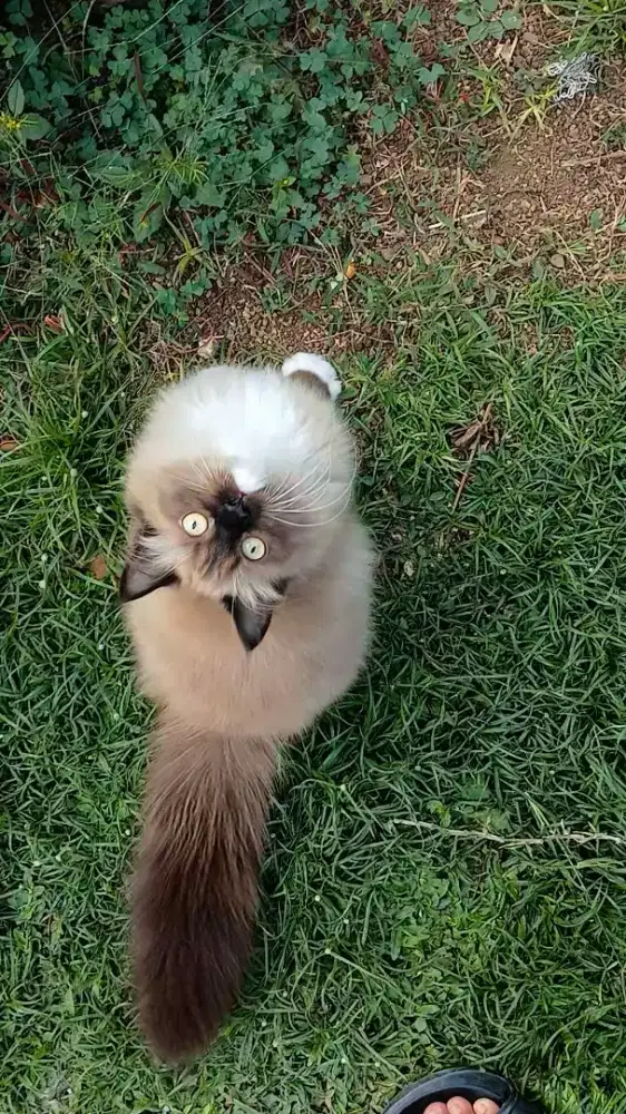 Ragdoll seal mink mitted