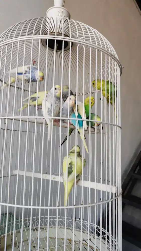 Burung Parkit mutasi