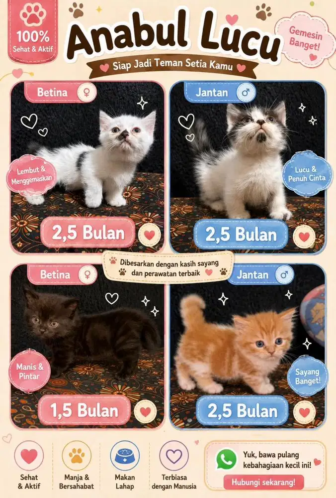 Kitten Munchkin Jantan & Betina
