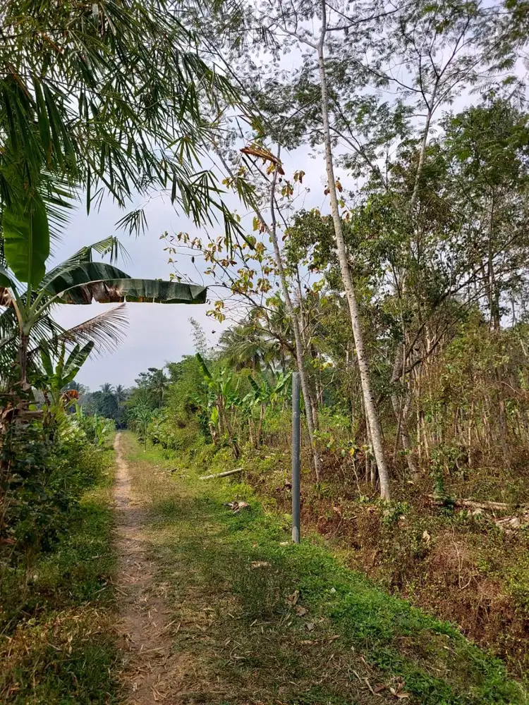 Tanah Pertanian di Area Sejuk Wonokerto Turi