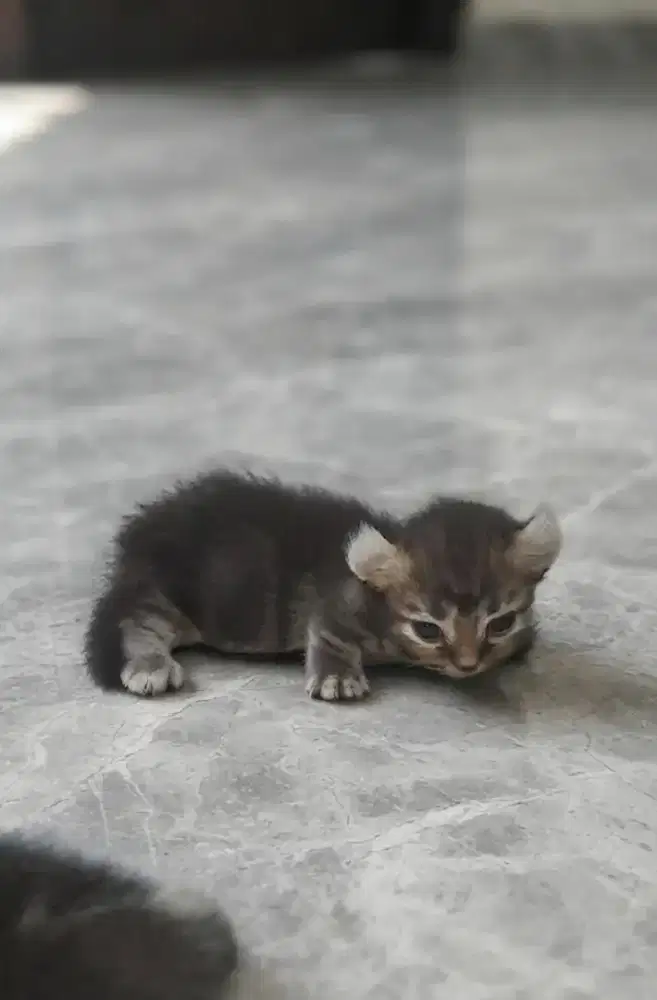Kitten Munchkin kinklow