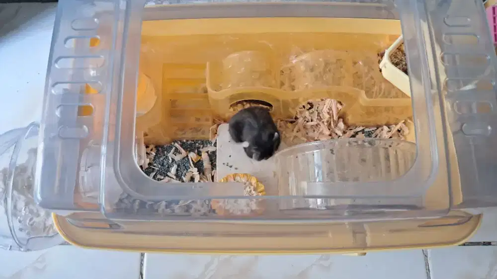 Kandang hamster
