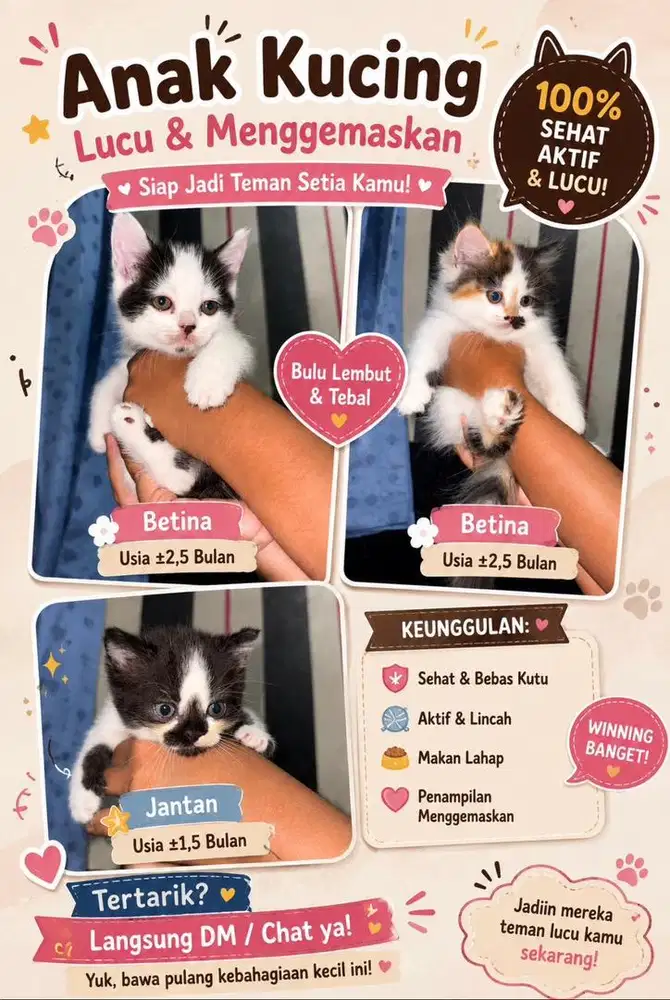 Kitten Persia Jantan & Betina