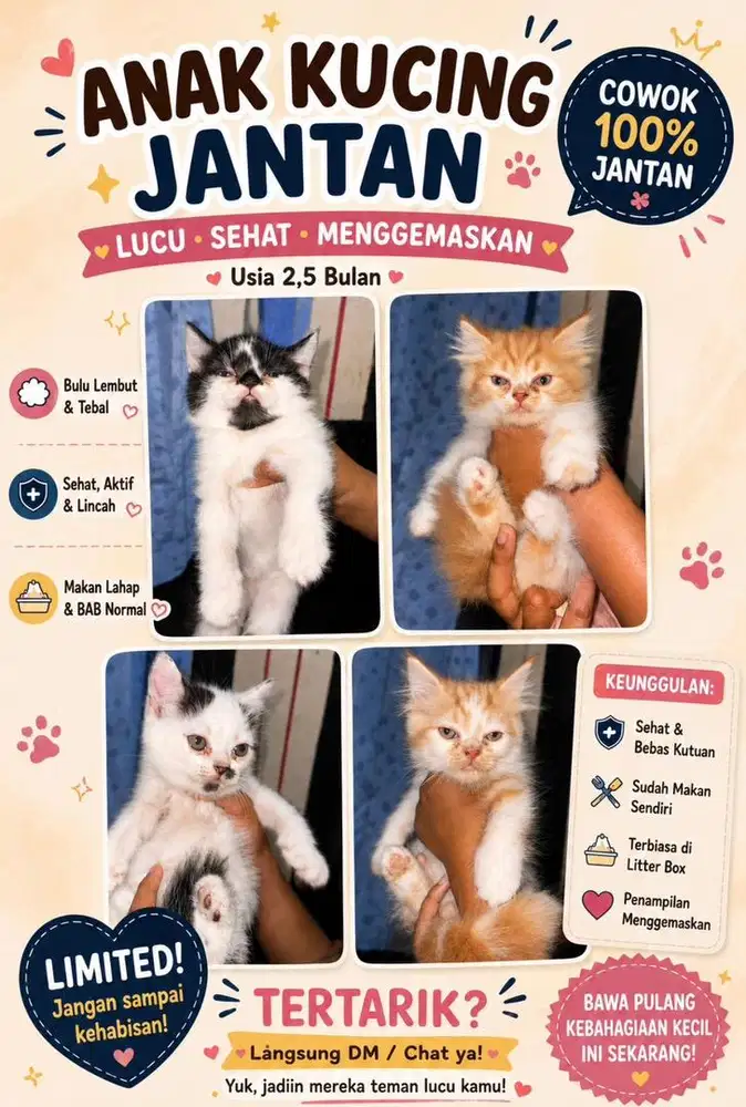 Kitten Persia Jantan
