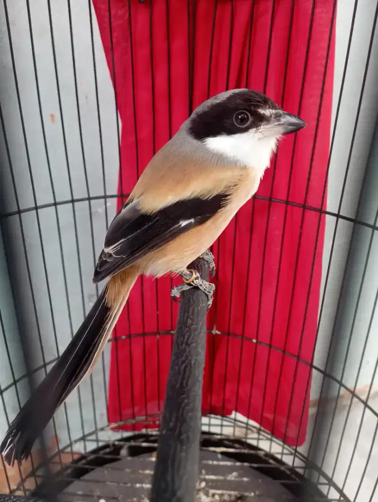 Burung Pentet cendet jatim mapan