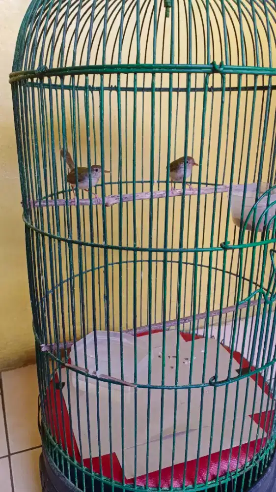 2 Burung Prenjak Lumut / bawah Jantan
