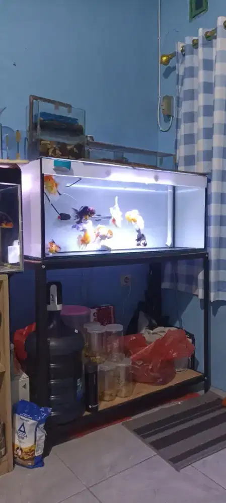 Jual borongan ikan koki 15 ekor