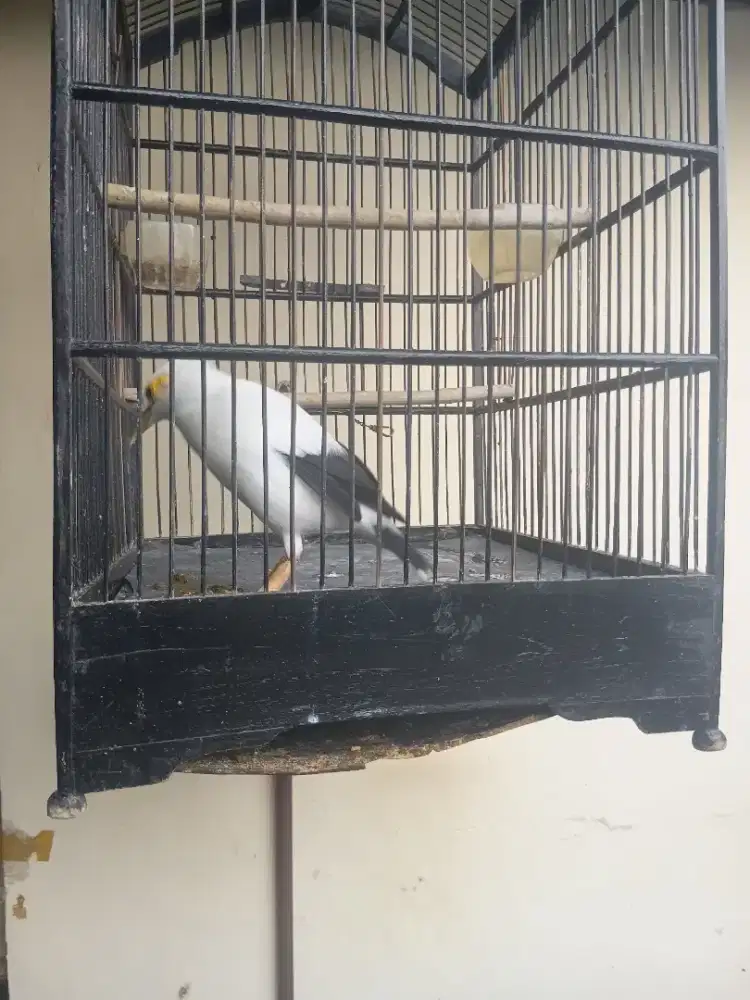Burung jalak sudah jadi gacor dan kandangnya lokasi depok