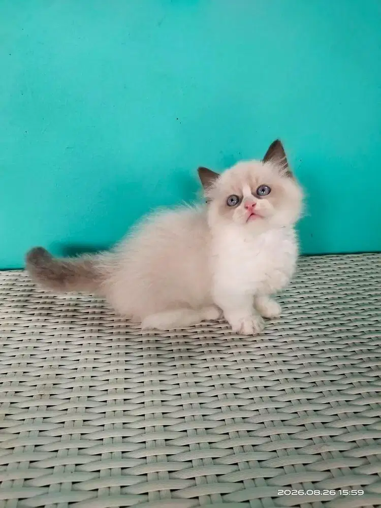 kitten munchkin ragdol jantan
