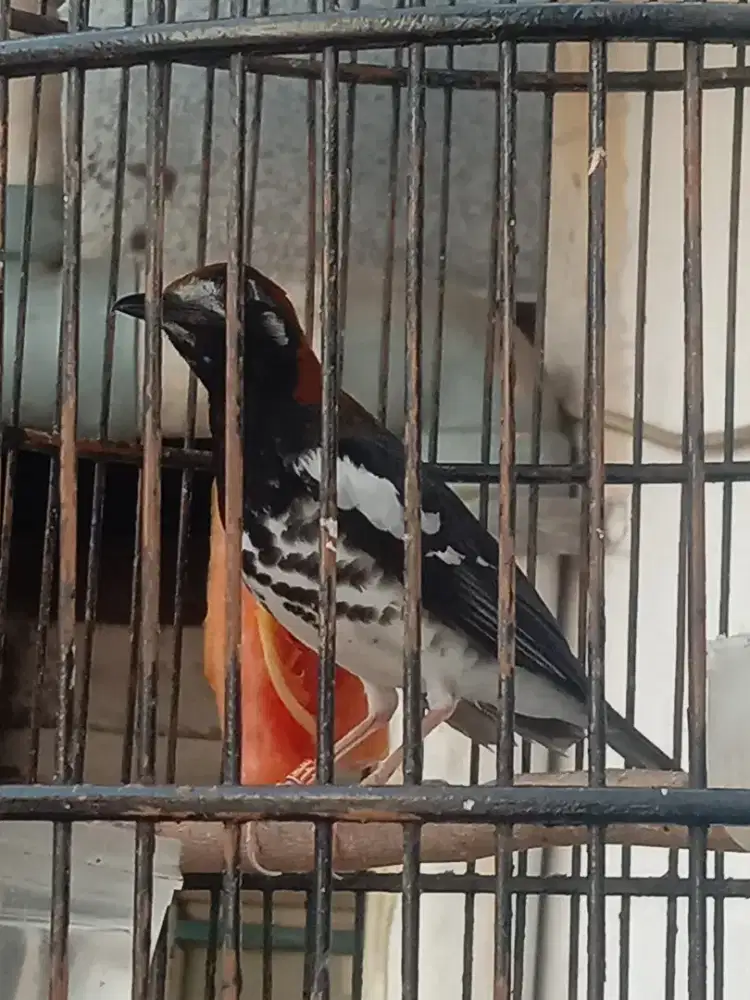 Burung Anis Kembang fullsetr