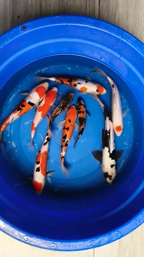 Koi Blitar 9ekor 20-32cm Grade A , borong sepaket
