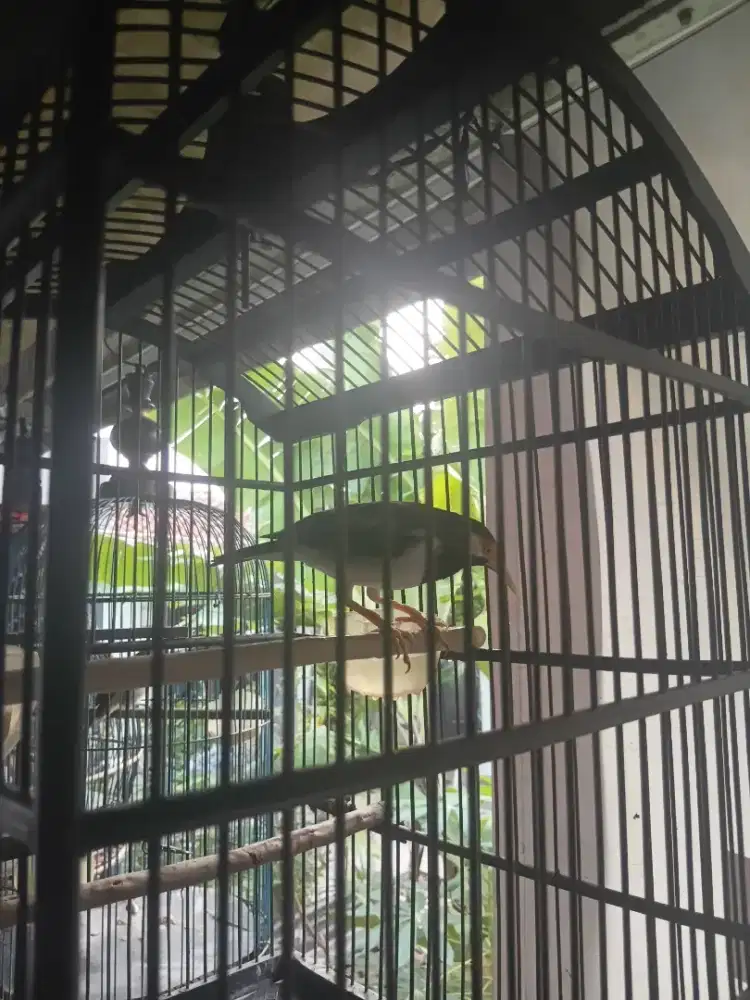 Burung jalak sudah jadi gacor bagus beserta kandangnya lokasi  depok