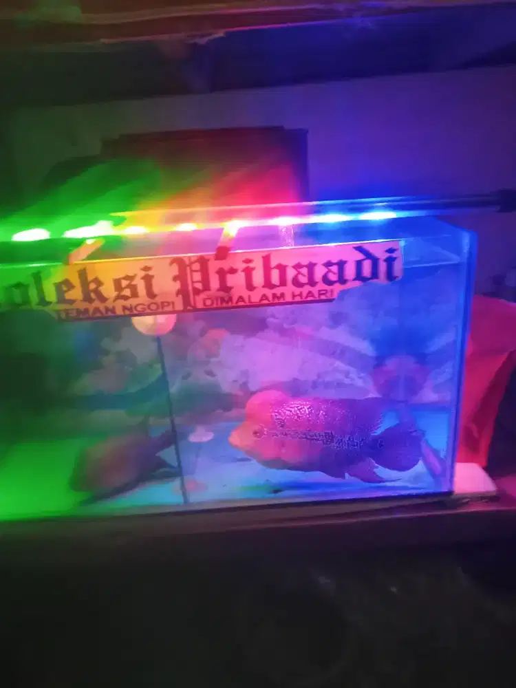 Ikan louhan srd lengkap dgn aquarium dan accesories nya 200 aja
