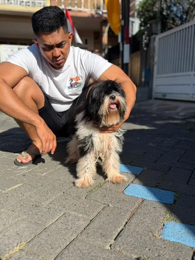 Shihtzu betina 10bln MURAAAAH