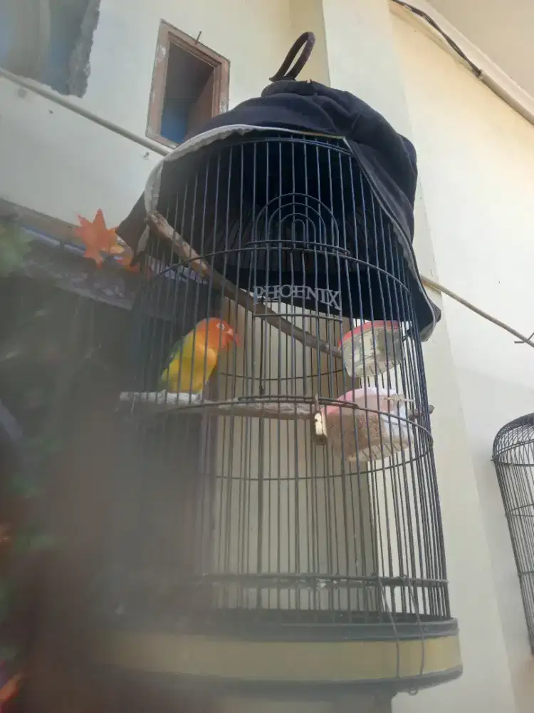Burung Lovebird fulset beserta kandang besi dan krodongnya