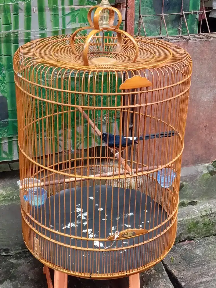 Murai batu medan