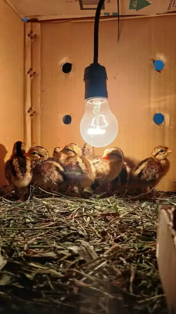 Ayam hutan dan bekisar