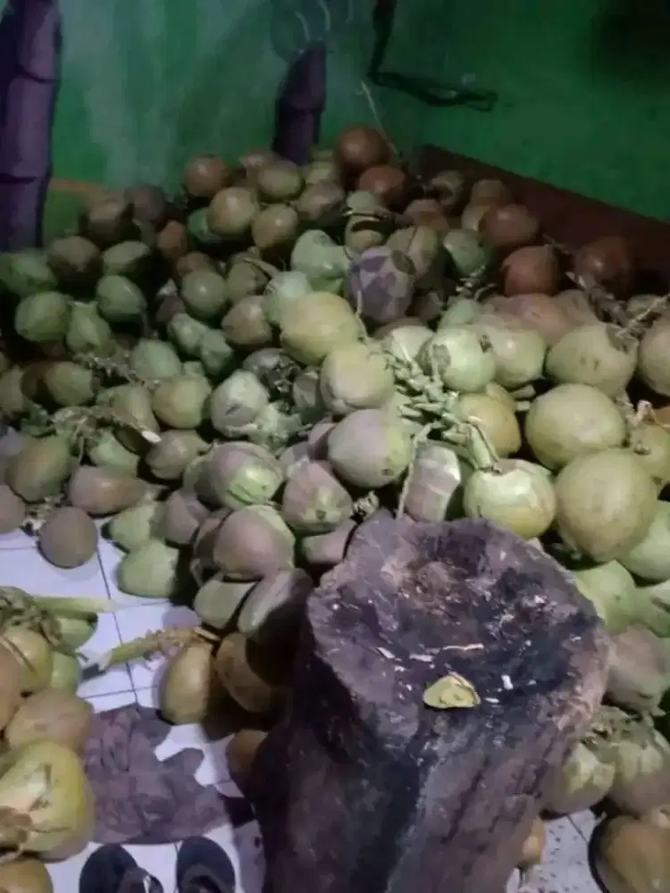 JUAL KELAPA MUDA MURAH