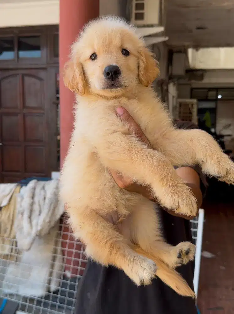 Jual anjing golden asli stambum vaksin
