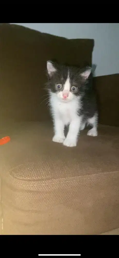 Kitten mixdome jantan