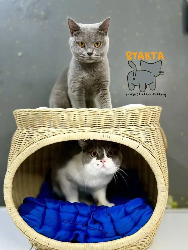 Kucing British Shorthair (BRI/BSH) Blue Solid - Betina
